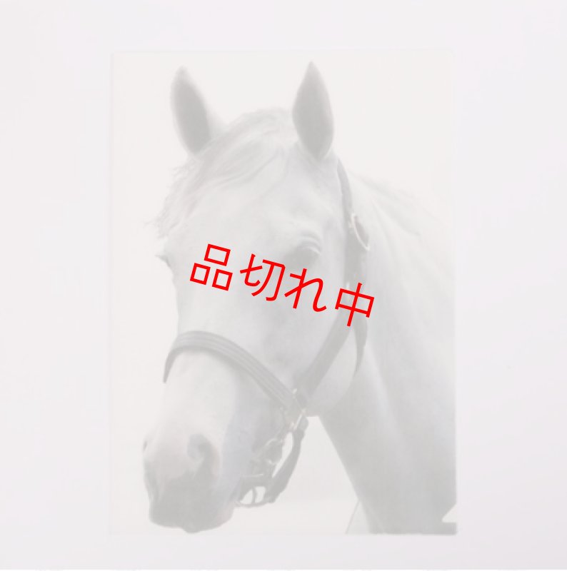 画像1: リアルクリアファイル A (1)